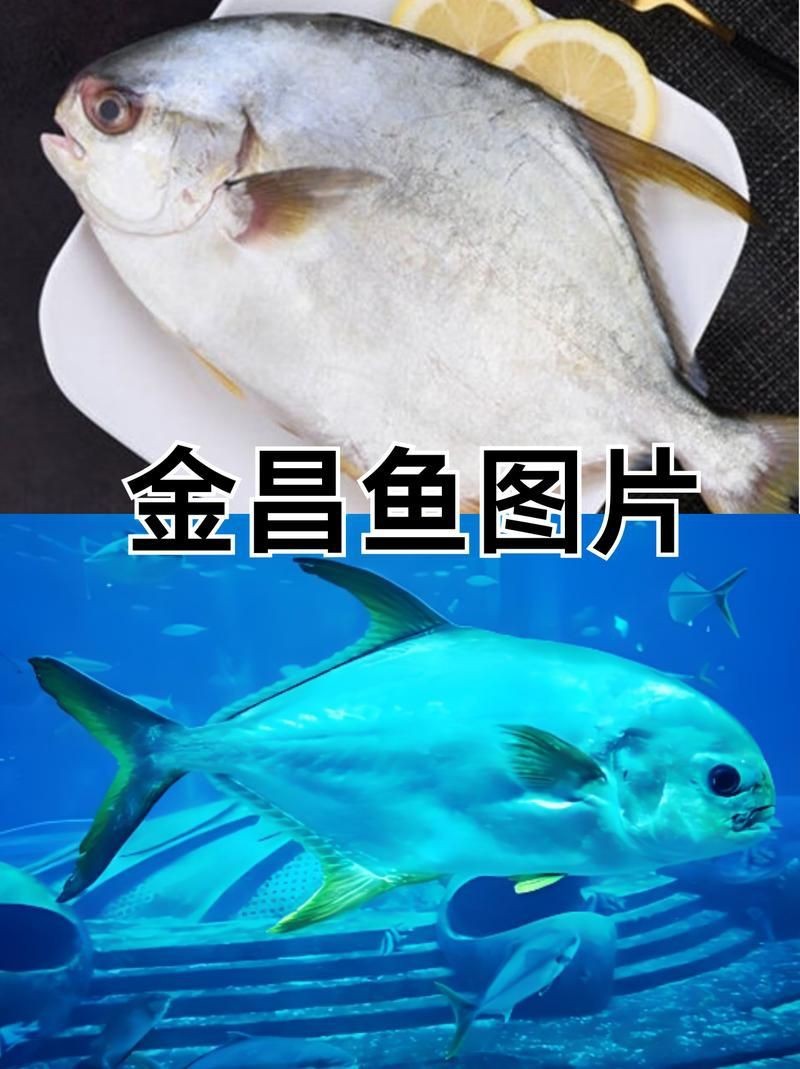 各種魚長什么樣子圖片【300多種觀賞魚圖鑒淡水魚怎么選盤點20種淡水魚的區別】 各種魚長什么樣子圖片【300多種觀賞魚圖鑒淡水魚怎么選盤點20種淡水魚的區別】 龍魚論壇 第25張