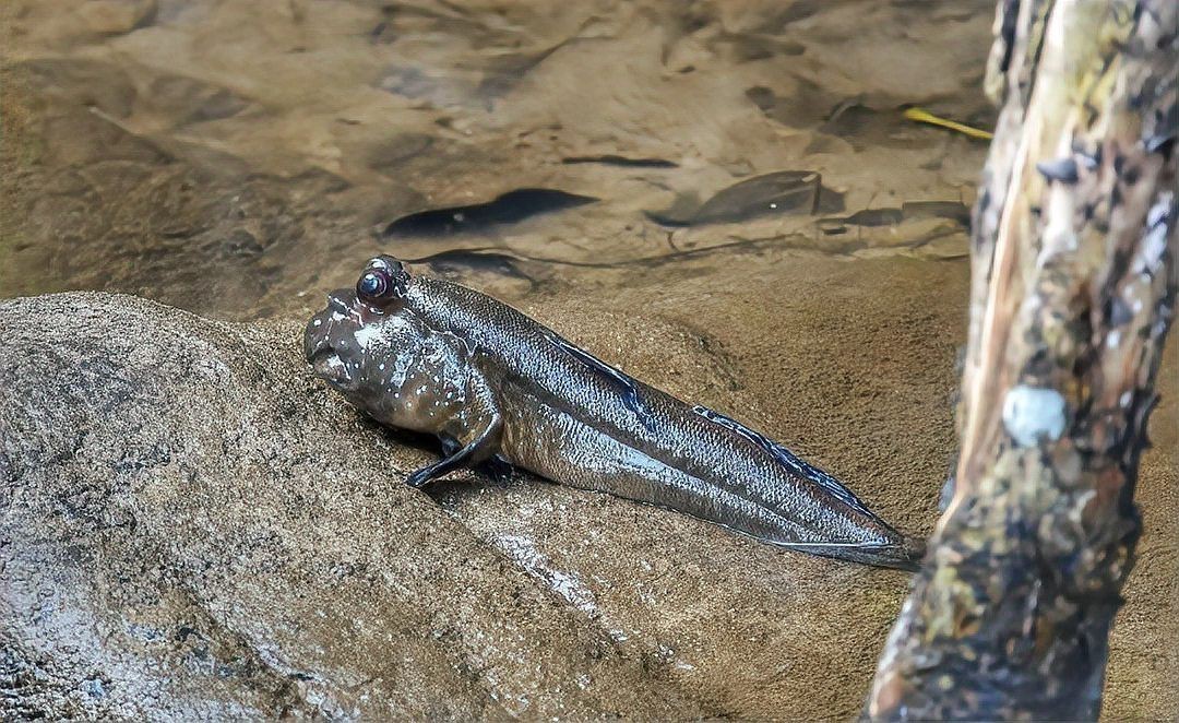 各種魚長什么樣子圖片【300多種觀賞魚圖鑒淡水魚怎么選盤點20種淡水魚的區別】 各種魚長什么樣子圖片【300多種觀賞魚圖鑒淡水魚怎么選盤點20種淡水魚的區別】 龍魚論壇 第28張