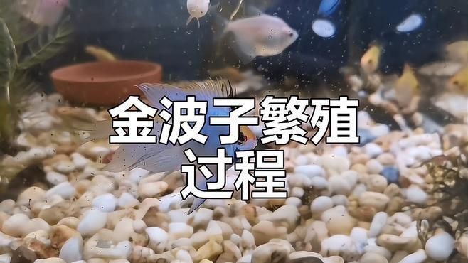 金菠蘿魚繁殖全過程視頻【《金菠蘿魚繁殖全過程視頻摘要》】