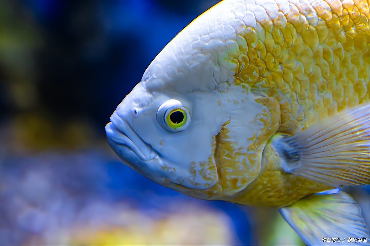 雷龍魚(yú)二十天不進(jìn)食了【雷龍魚(yú)染(如爛鰭)和消化道問(wèn)題，雷龍魚(yú)拒食】