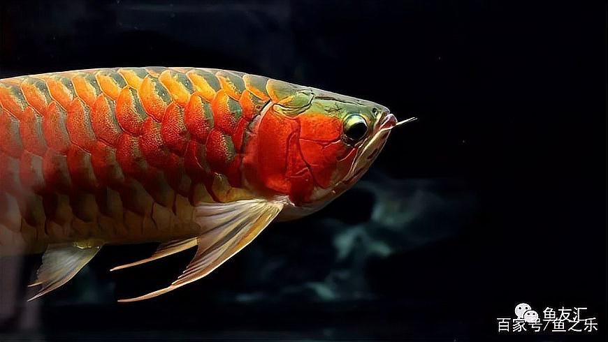 隔離期間如何給龍魚提供營養？【龍魚的正確飼養方法】