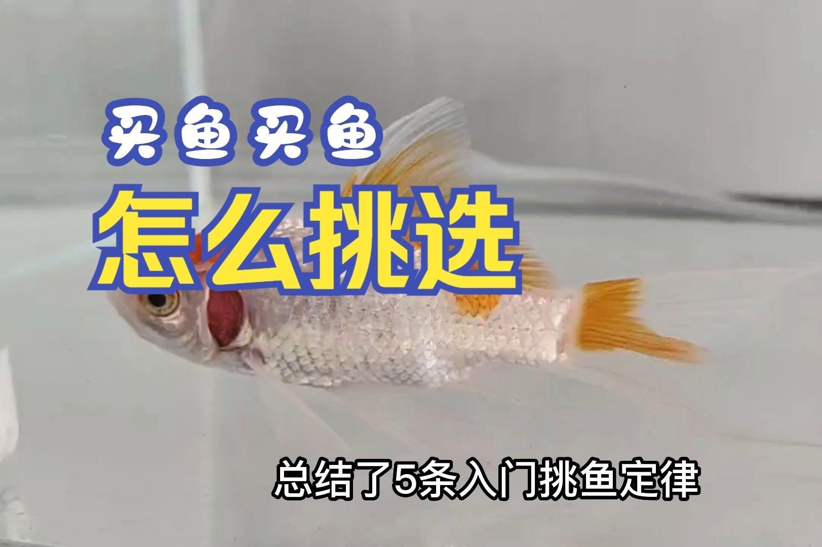 如何判斷觀賞魚品相？【養魚筆記第4季37集微視如何判斷觀賞魚的品相玩精品魚】