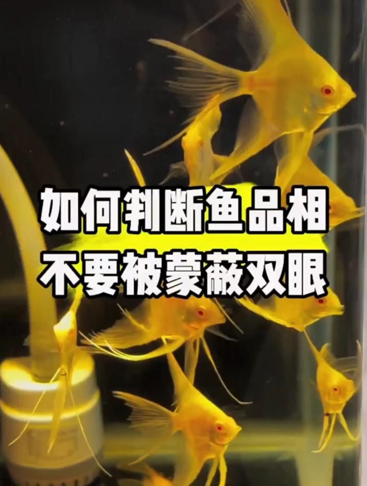 如何判斷觀賞魚品相？【養魚筆記第4季37集微視如何判斷觀賞魚的品相玩精品魚】