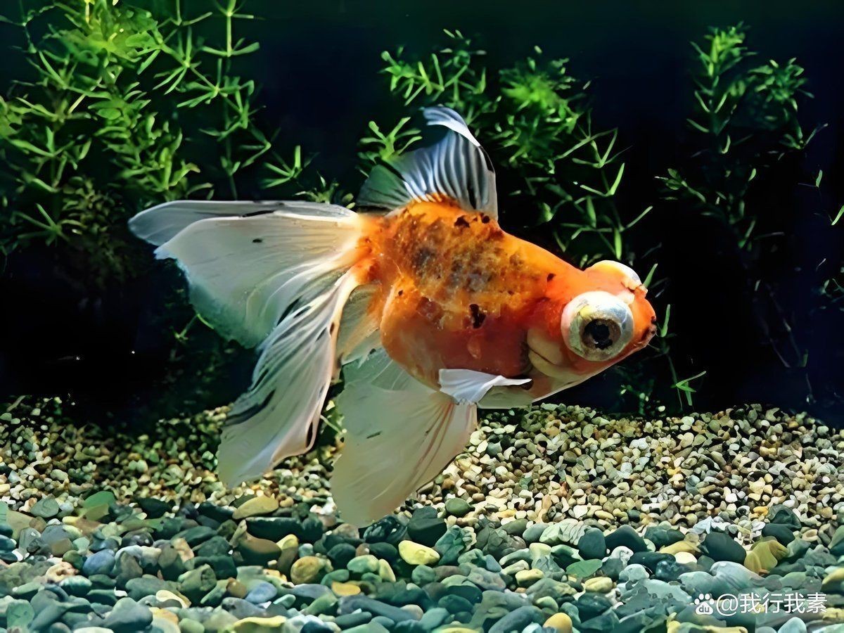 如何判斷觀賞魚品相？【養魚筆記第4季37集微視如何判斷觀賞魚的品相玩精品魚】