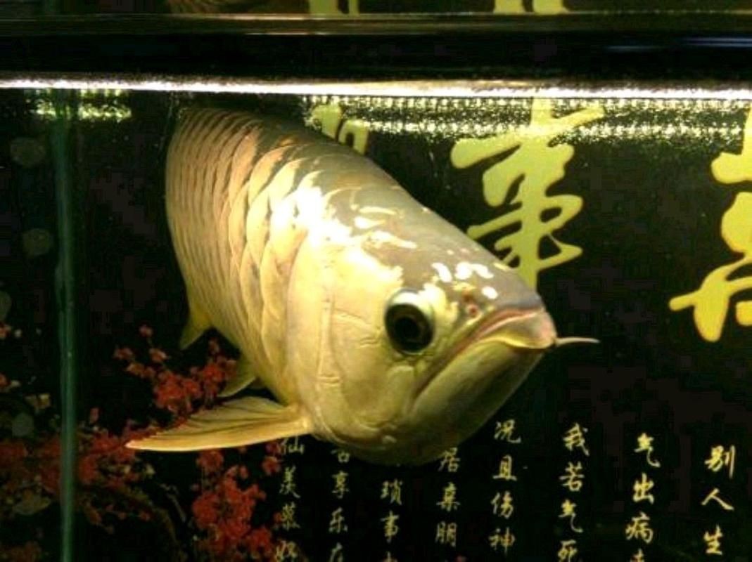 龍魚立鱗圖片【《龍魚立鱗圖片：探尋背后奧秘》】