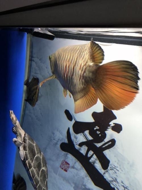 龍魚立鱗圖片【《龍魚立鱗圖片：探尋背后奧秘》】