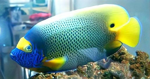 龍魚蒙眼嚴(yán)重怎樣治療【龍魚蒙眼病怎么辦】 龍魚百科 第11張 龍魚蒙眼嚴(yán)重怎樣治療【龍魚蒙眼病怎么辦】 龍魚蒙眼嚴(yán)重怎樣治療【龍魚蒙眼病怎么辦】 龍魚百科 第11張