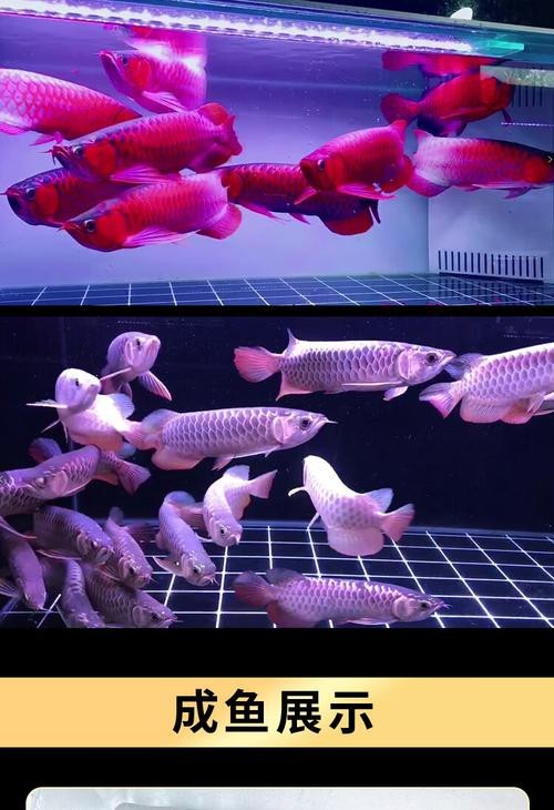 給我一些金龍魚2-3厘米魚苗的圖片【如何找到金龍魚2-3厘米魚苗】 給我一些金龍魚2-3厘米魚苗的圖片【如何找到金龍魚2-3厘米魚苗】 龍魚論壇 第17張
