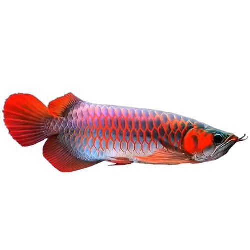給我一些金龍魚2-3厘米魚苗的圖片【如何找到金龍魚2-3厘米魚苗】 給我一些金龍魚2-3厘米魚苗的圖片【如何找到金龍魚2-3厘米魚苗】 龍魚論壇 第25張