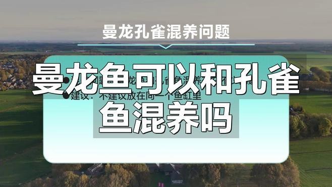 有哪些魚可以和曼龍魚混養？【revo重塑設計編輯曼龍魚混養需要多久】