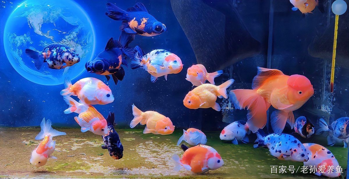 馬印水族魚鹽是雜牌子嗎【馬印水族魚鹽并非雜牌子馬印水族魚鹽并非雜牌子】