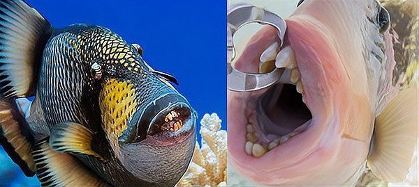 龍魚咬人有哪些案例【男子家中換水不慎被銀龍魚咬傷】