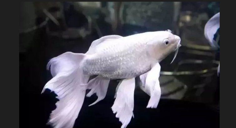 蝴蝶鯉是招財還是破財【蝴蝶鯉是招財象征還是破財？】