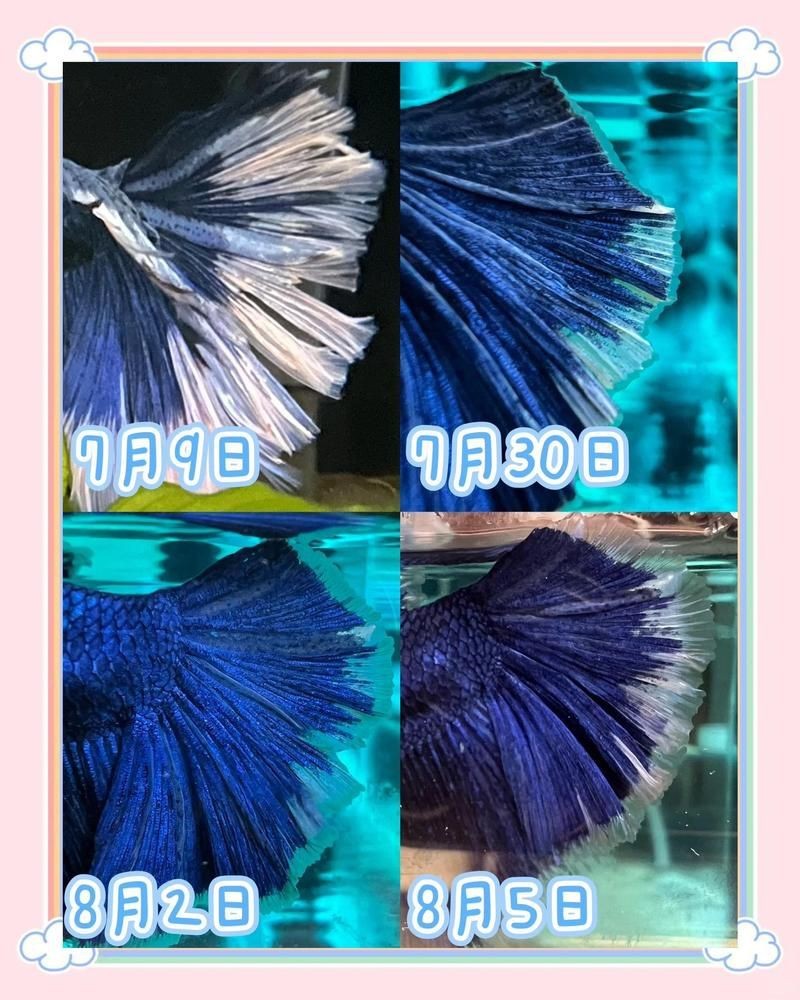龍魚爛尾能恢復嗎【龍魚爛尾了怎么辦】 龍魚爛尾能恢復嗎【龍魚爛尾了怎么辦】 龍魚百科 第7張