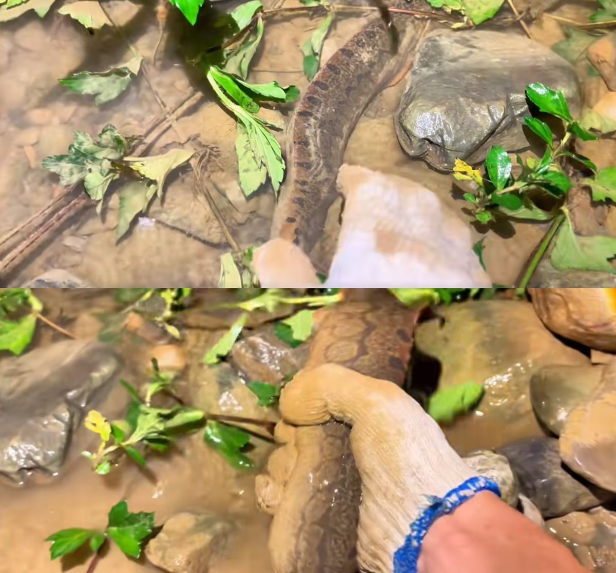 鐮刀魚又叫什么魚【廣西男子撿到一桶巨型豬麻鋸，網友：下次少放點貍貓之一】