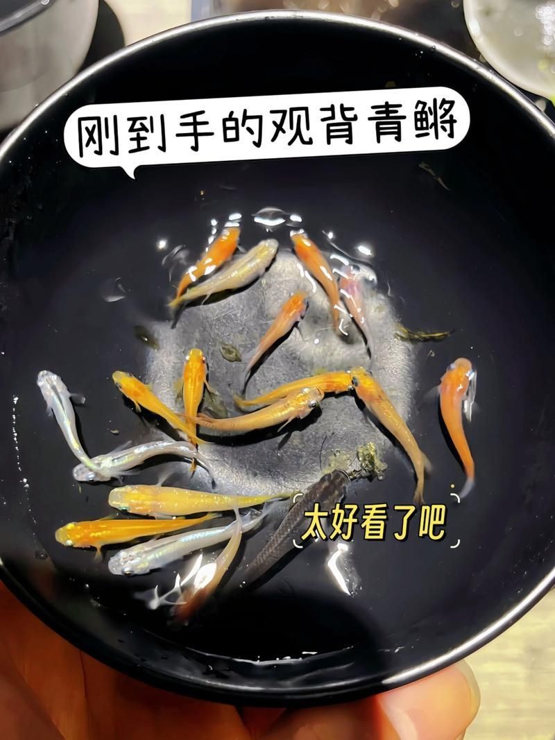觀背青鳉魚(yú)返祖魚(yú)照片【《觀背青鳉魚(yú)返祖魚(yú)照片有感》**】