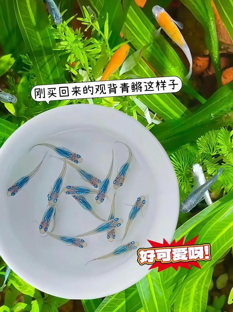 觀背青鳉魚(yú)返祖魚(yú)照片【《觀背青鳉魚(yú)返祖魚(yú)照片有感》**】