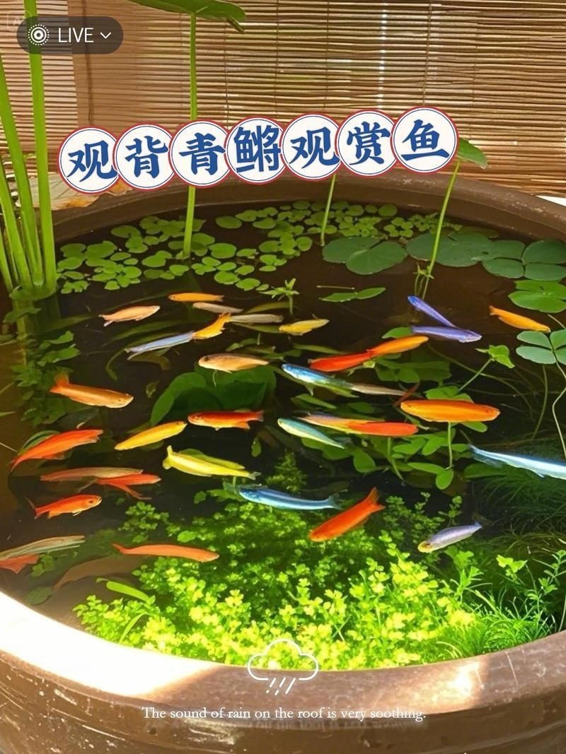 觀背青鳉魚(yú)返祖魚(yú)照片【《觀背青鳉魚(yú)返祖魚(yú)照片有感》**】