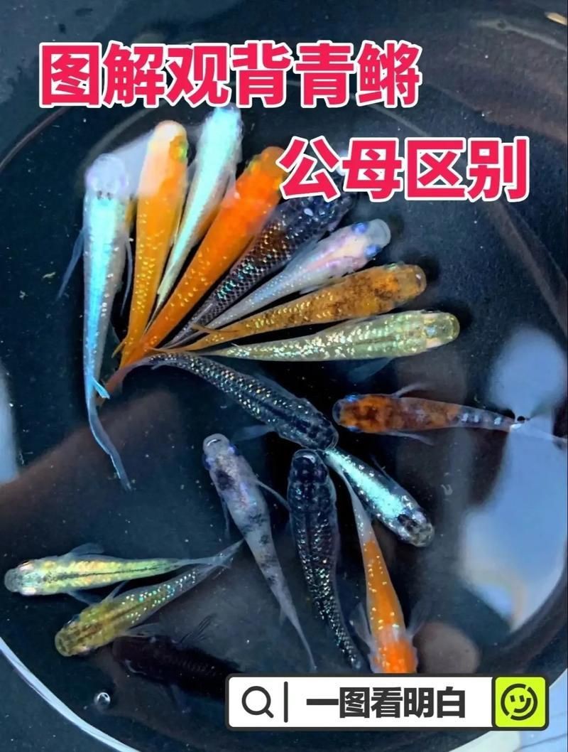 觀背青鳉魚返祖魚照片【《觀背青鳉魚返祖魚照片有感》**】 觀背青鳉魚返祖魚照片【《觀背青鳉魚返祖魚照片有感》**】 龍魚論壇 第8張