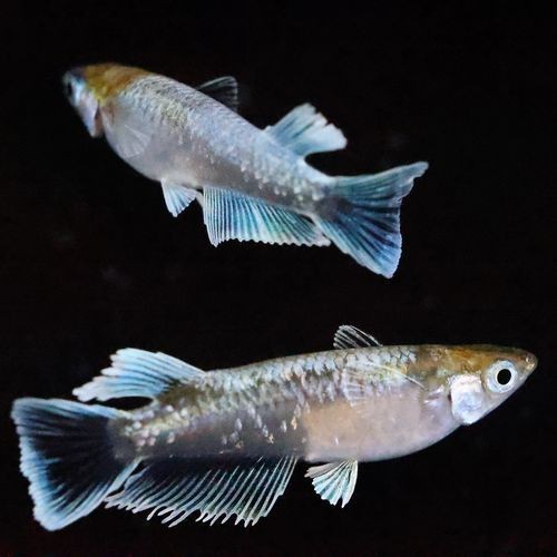 觀背青鳉魚返祖魚照片【《觀背青鳉魚返祖魚照片有感》**】 觀背青鳉魚返祖魚照片【《觀背青鳉魚返祖魚照片有感》**】 龍魚論壇 第7張
