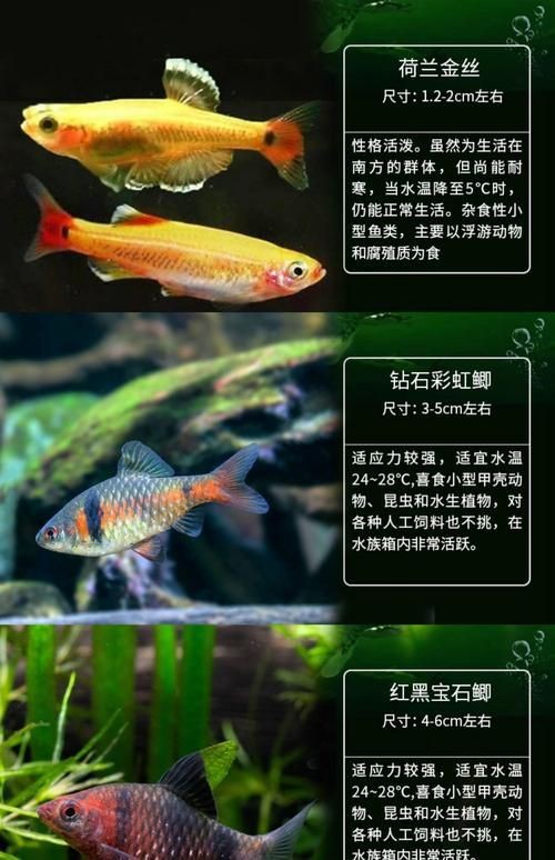 觀背青鳉魚返祖魚照片【《觀背青鳉魚返祖魚照片有感》**】 觀背青鳉魚返祖魚照片【《觀背青鳉魚返祖魚照片有感》**】 龍魚論壇 第14張