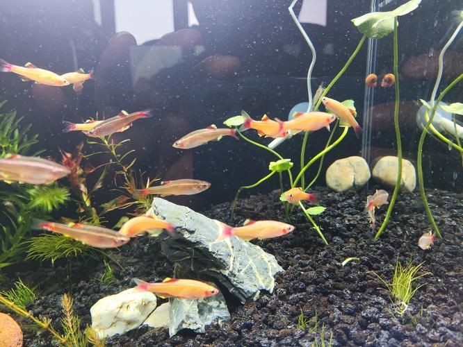 觀背青鳉魚返祖魚照片【《觀背青鳉魚返祖魚照片有感》**】 觀背青鳉魚返祖魚照片【《觀背青鳉魚返祖魚照片有感》**】 龍魚論壇 第11張
