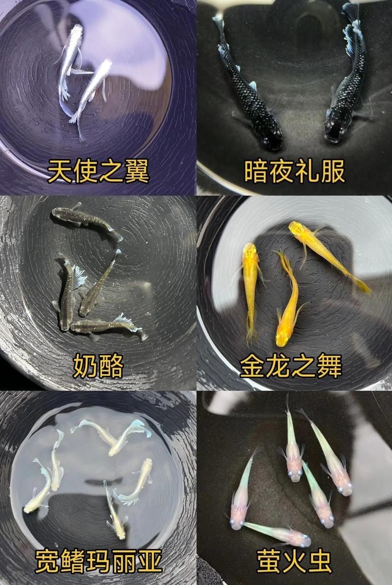 觀背青鳉魚返祖魚照片【《觀背青鳉魚返祖魚照片有感》**】 觀背青鳉魚返祖魚照片【《觀背青鳉魚返祖魚照片有感》**】 龍魚論壇 第22張