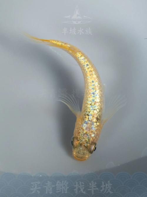 觀背青鳉魚返祖魚照片【《觀背青鳉魚返祖魚照片有感》**】 觀背青鳉魚返祖魚照片【《觀背青鳉魚返祖魚照片有感》**】 龍魚論壇 第21張