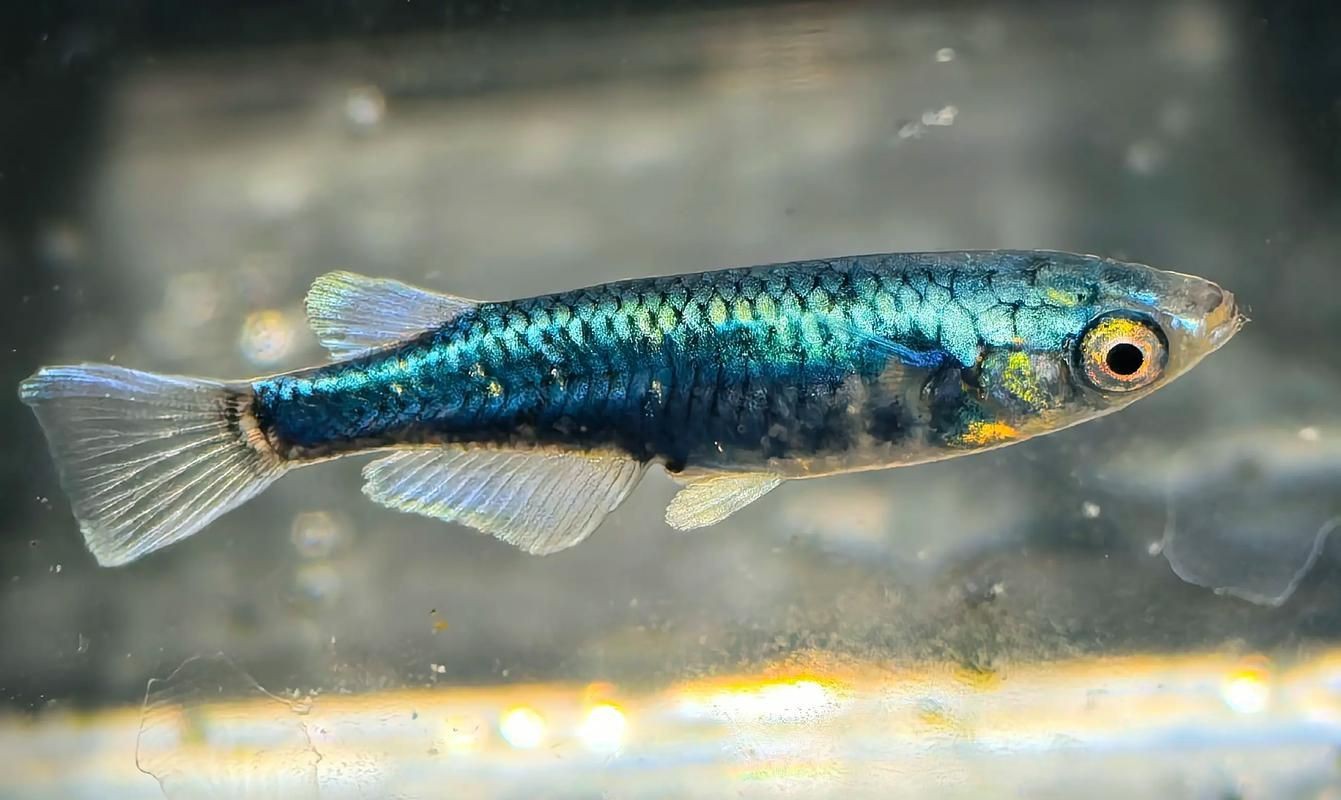 觀背青鳉魚返祖魚照片【《觀背青鳉魚返祖魚照片有感》**】 觀背青鳉魚返祖魚照片【《觀背青鳉魚返祖魚照片有感》**】 龍魚論壇 第18張