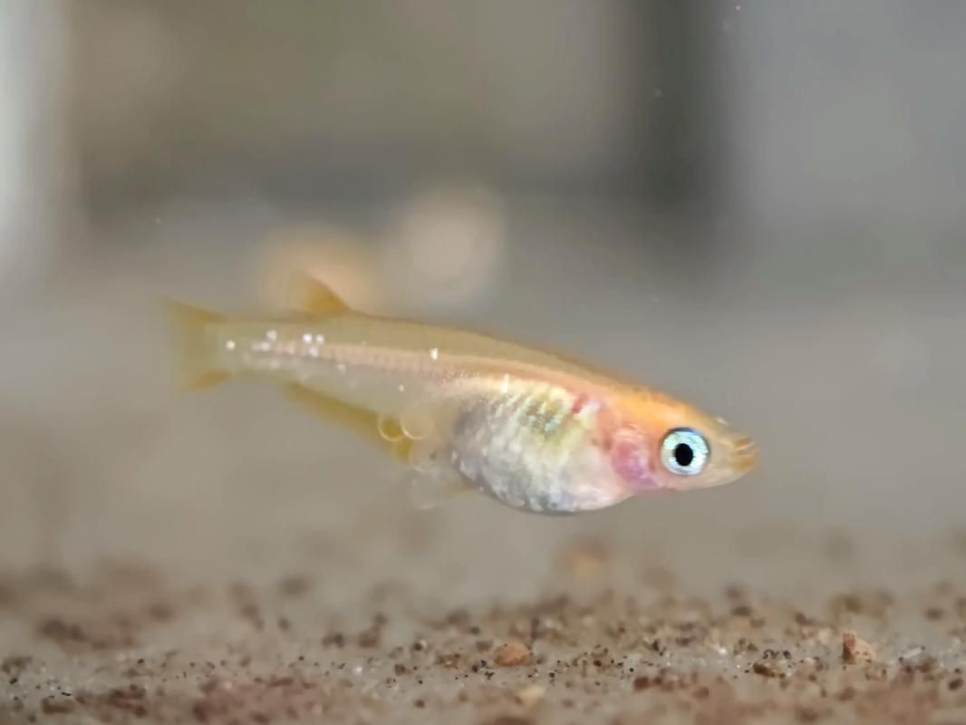 觀背青鳉魚返祖魚照片【《觀背青鳉魚返祖魚照片有感》**】 觀背青鳉魚返祖魚照片【《觀背青鳉魚返祖魚照片有感》**】 龍魚論壇 第27張