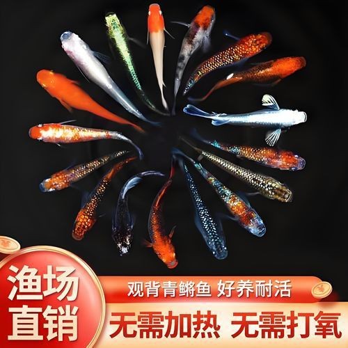 觀背青鳉魚返祖魚照片【《觀背青鳉魚返祖魚照片有感》**】 觀背青鳉魚返祖魚照片【《觀背青鳉魚返祖魚照片有感》**】 龍魚論壇 第26張