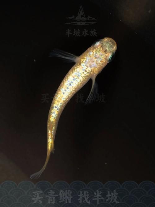 觀背青鳉魚返祖魚照片【《觀背青鳉魚返祖魚照片有感》**】 觀背青鳉魚返祖魚照片【《觀背青鳉魚返祖魚照片有感》**】 龍魚論壇 第23張