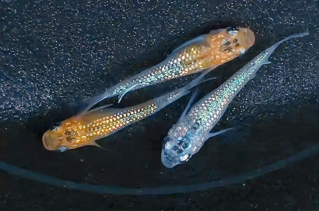 觀背青鳉魚返祖魚照片【《觀背青鳉魚返祖魚照片有感》**】 觀背青鳉魚返祖魚照片【《觀背青鳉魚返祖魚照片有感》**】 龍魚論壇 第34張