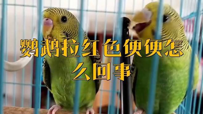 什么動物吃了紅心火龍果會染色？【動物吃了紅心火龍果會染色嗎？】