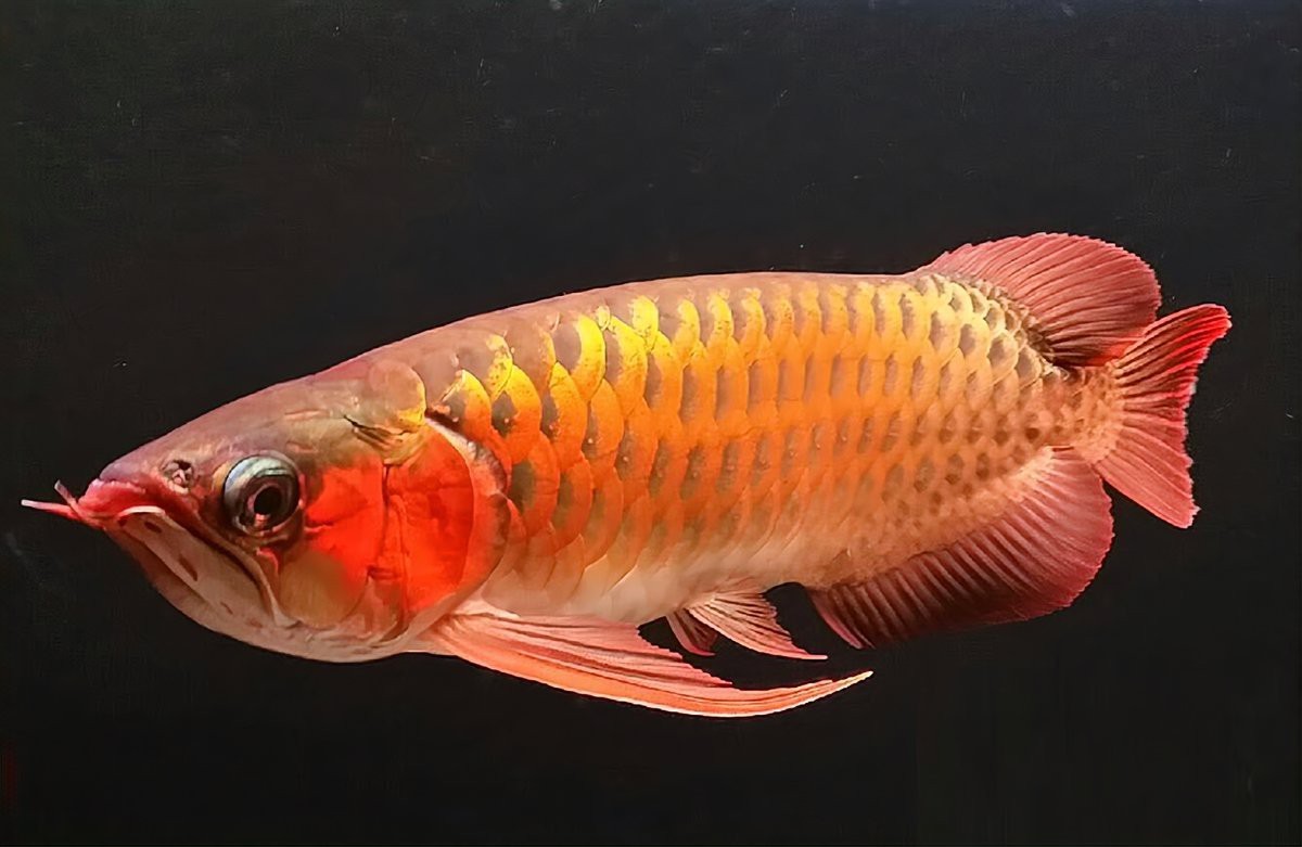 號半龍魚能長多大【半龍魚的壽命龍魚能長多大小秦的寵物社介紹龍巔觀賞魚編輯】