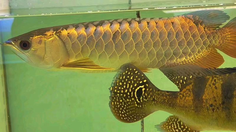 金龍魚翹頭和炮彈頭價格差異大嗎？【如何區分金龍魚的翹頭和炮彈頭？】