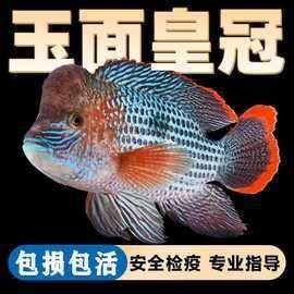 藍(lán)面財(cái)神魚(yú)屬于什么檔次【藍(lán)面財(cái)神魚(yú)屬于中高檔次的觀賞魚(yú)品種藍(lán)面財(cái)神魚(yú)好養(yǎng)血艷紅】 龍魚(yú)百科 第2張 藍(lán)面財(cái)神魚(yú)屬于什么檔次【藍(lán)面財(cái)神魚(yú)屬于中高檔次的觀賞魚(yú)品種藍(lán)面財(cái)神魚(yú)好養(yǎng)血艷紅】 藍(lán)面財(cái)神魚(yú)屬于什么檔次【藍(lán)面財(cái)神魚(yú)屬于中高檔次的觀賞魚(yú)品種藍(lán)面財(cái)神魚(yú)好養(yǎng)血艷紅】 龍魚(yú)百科 第2張