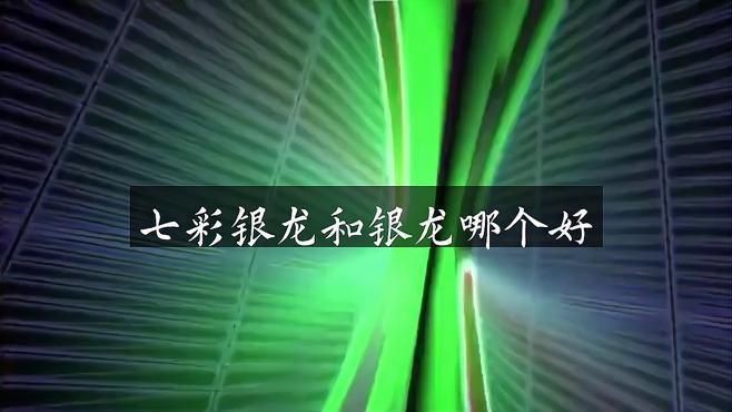 如何區(qū)分七彩銀龍魚的品質(zhì)？【七彩銀龍魚和銀龍有什么區(qū)別】