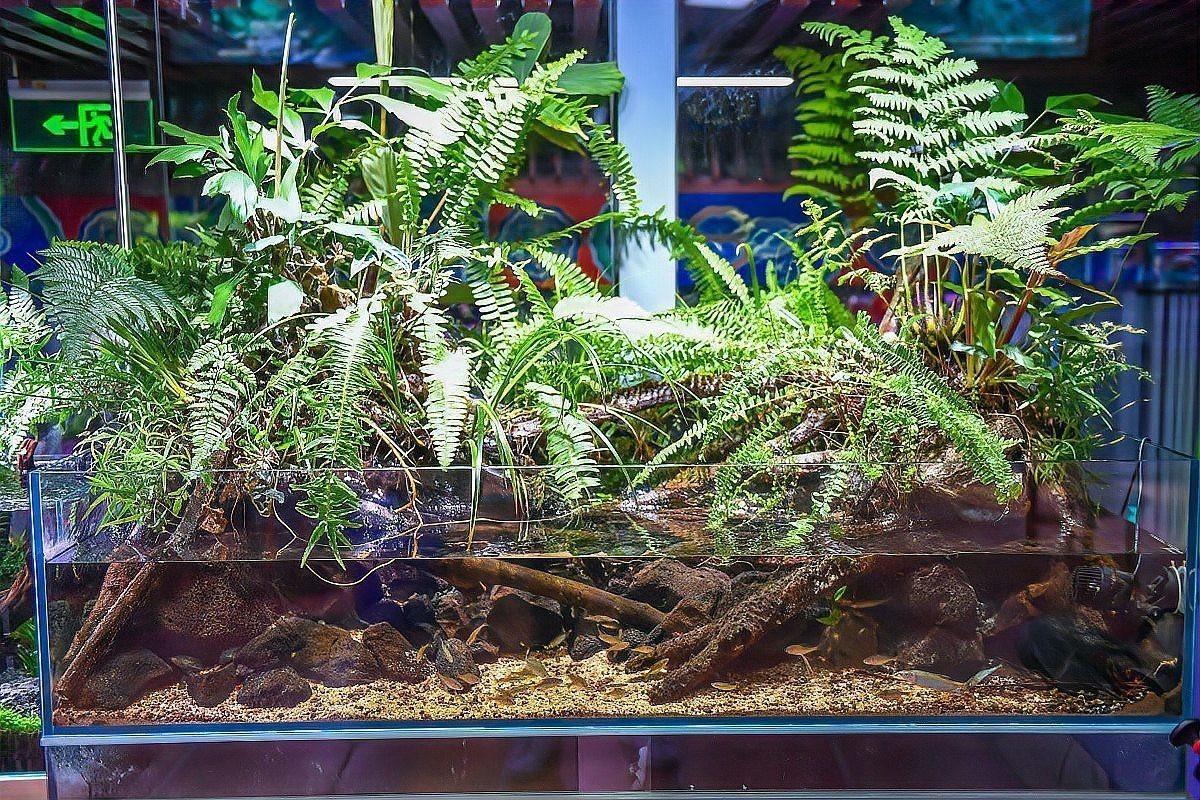 龍魚和龜混養有哪些成功案例【魚和龜混養成功案例】 龍魚和龜混養有哪些成功案例【魚和龜混養成功案例】 龍魚論壇 第4張