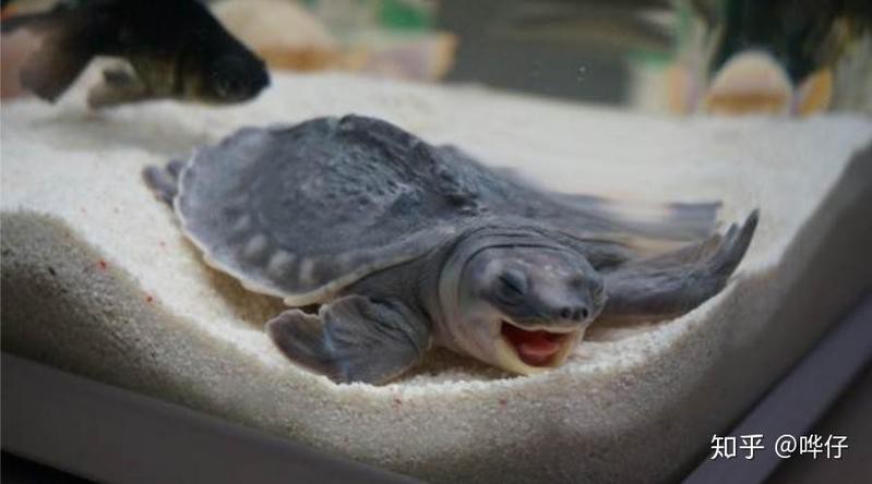 龍魚和龜混養有哪些成功案例【魚和龜混養成功案例】 龍魚和龜混養有哪些成功案例【魚和龜混養成功案例】 龍魚論壇 第3張