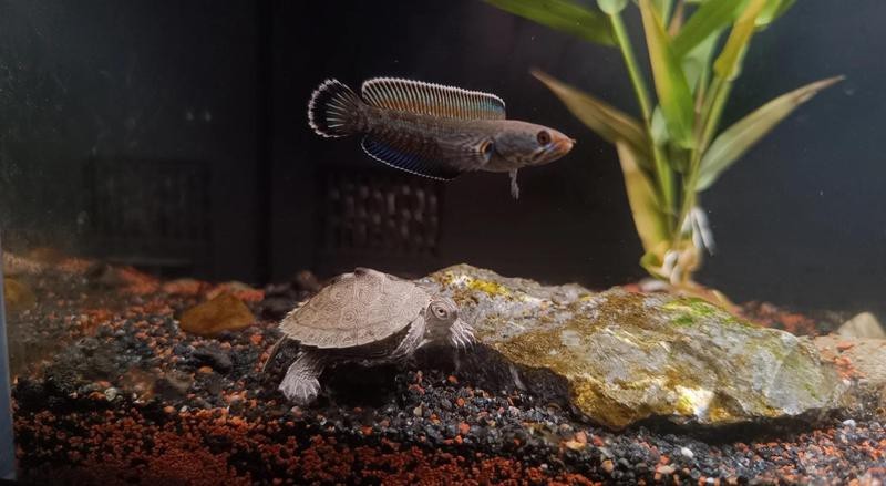 龍魚和龜混養有哪些成功案例【魚和龜混養成功案例】 龍魚和龜混養有哪些成功案例【魚和龜混養成功案例】 龍魚論壇 第10張