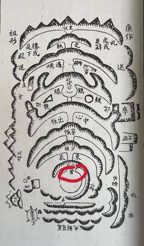 雷龍用細(xì)沙還是粗砂【關(guān)于雷龍飼養(yǎng)中使用的是細(xì)沙還是粗砂，存在不同觀點(diǎn)】
