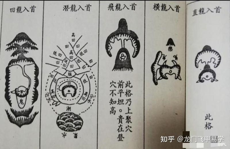 雷龍用細(xì)沙還是粗砂【關(guān)于雷龍飼養(yǎng)中使用的是細(xì)沙還是粗砂，存在不同觀點(diǎn)】