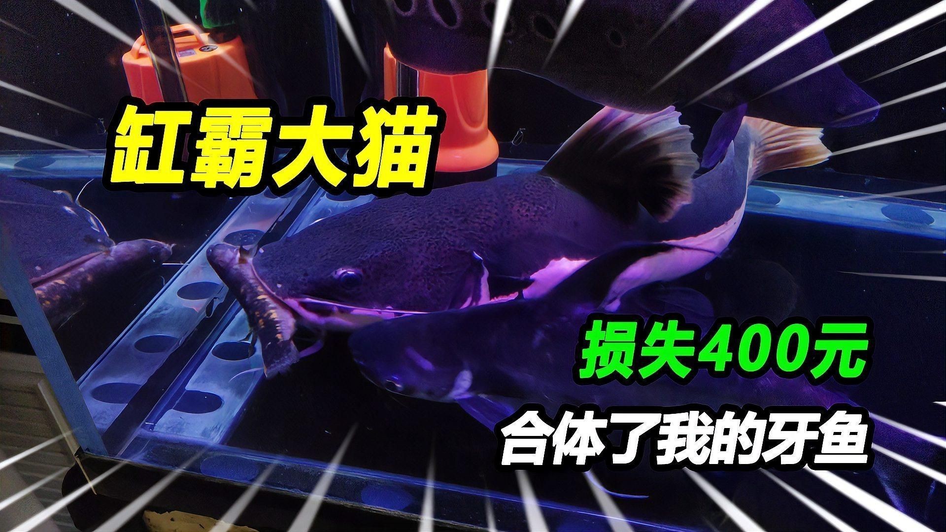 如何判斷魚傷口是否感染？【如何判斷魚傷口是否感染】
