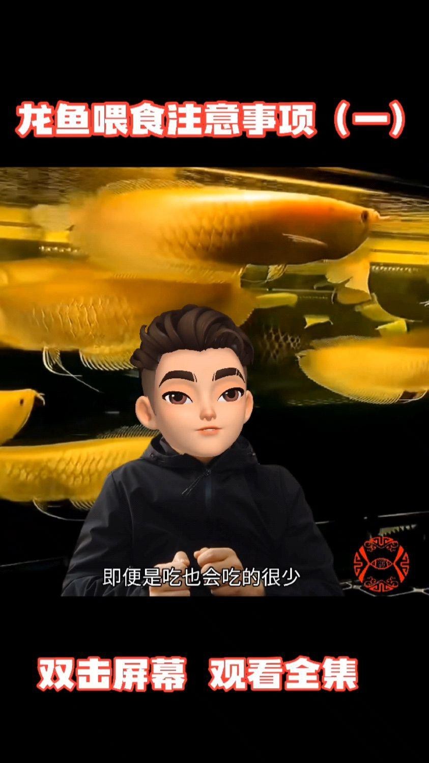 龍魚喂食應該注意什么？【龍魚喂食注意什么】