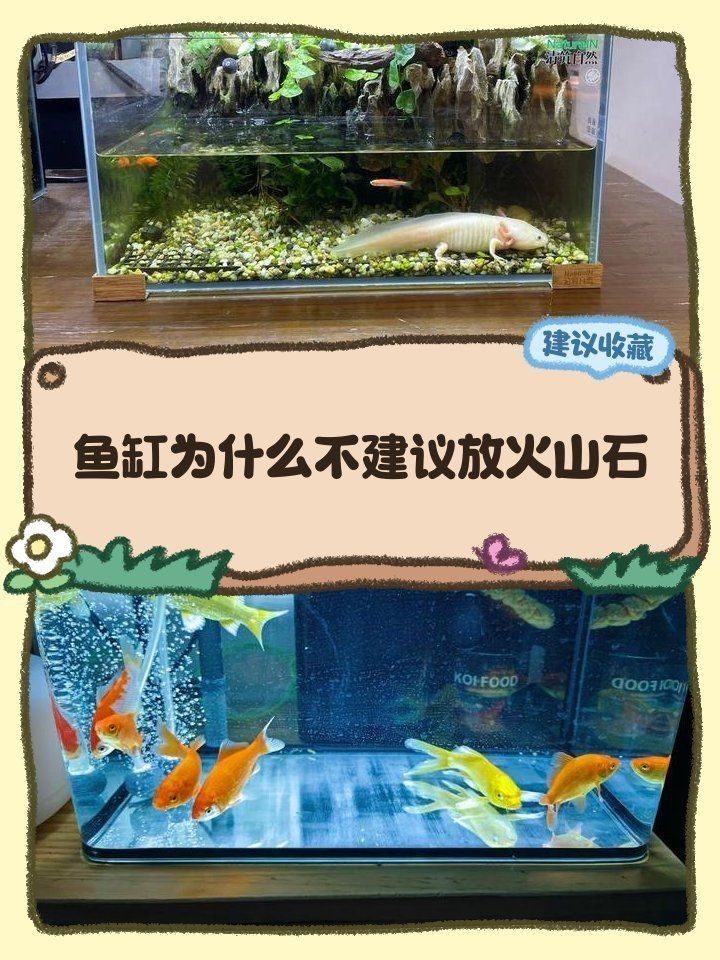 觀背青鳉不適合火山石嗎【觀背青鳉是否適合使用火山石】