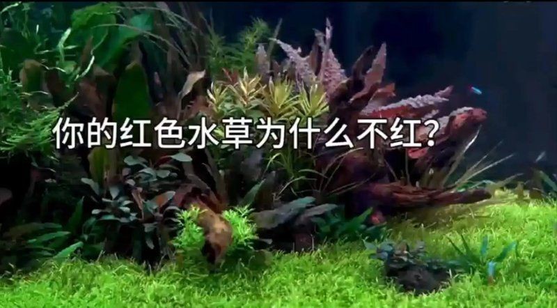 奈及利亞紅圓點狗頭不發色【《奈及利亞紅圓點狗頭不發色現象探究》*】
