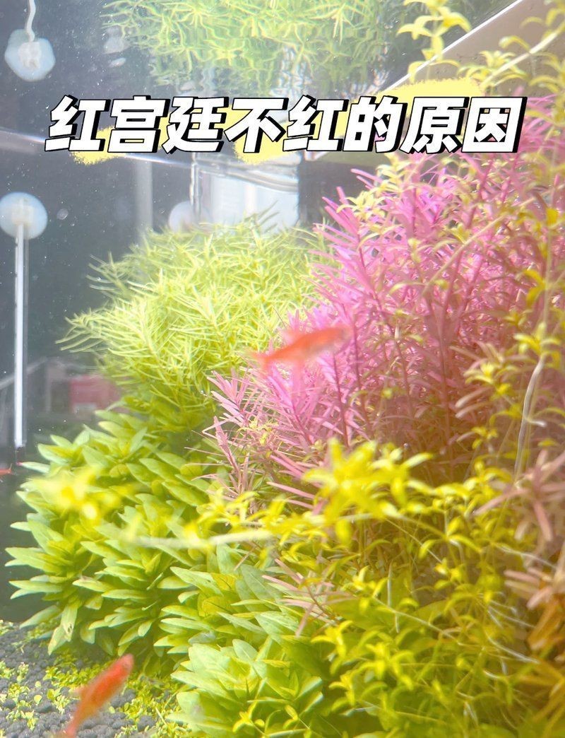 奈及利亞紅圓點狗頭不發色【《奈及利亞紅圓點狗頭不發色現象探究》*】