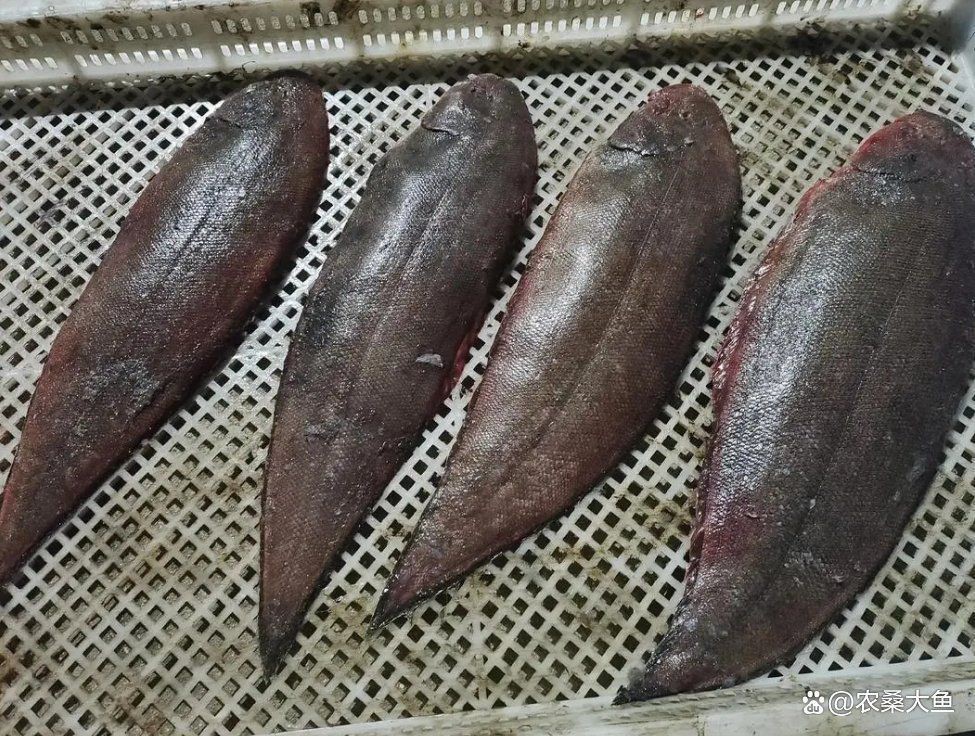 龍利魚與巴沙魚的區別【利魚和巴沙魚的區別，看清楚別被“坑”了】