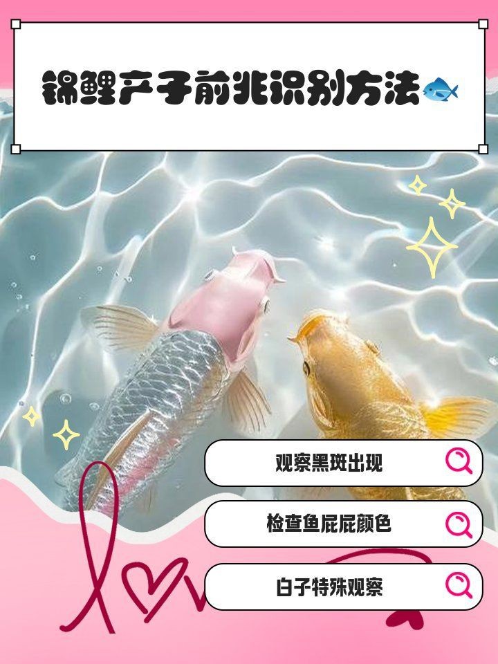 錦鯉生小魚前兆【錦鯉產子前兆綜合起來會發生變化，錦鯉產子前兆詳細分析】